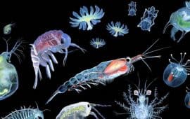 Тест: Поэт или планктон?